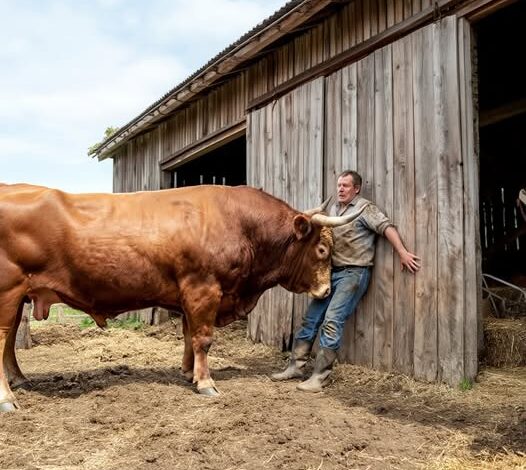 Texas Rancher Trapped by a 2,300-Pound Bull—What Happened Next Shocked Everyone