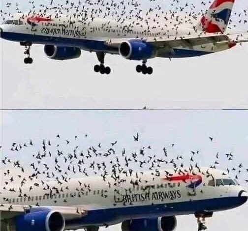 Pilot Breaks Down After Emergency Landing—What Really Caused the Bird Strike Left Everyone Shocked