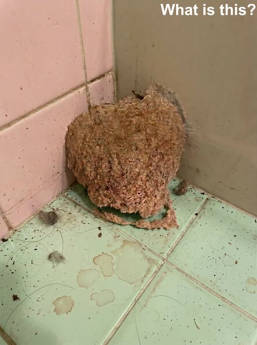 After One Week Away, We Opened the Bathroom Door and Discovered the Unexpected