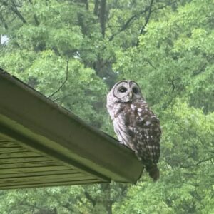 Seeing Owls Near Your Home Isn’t Always Random… Here’s What It Could Mean.
