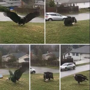 A Giant Eagle Was Captured in Broad Daylight…