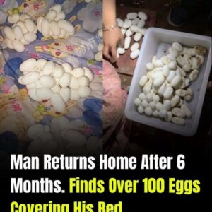 I Came Home Exhausted and Found Strange Objects That Turned Out to Be Lizard Eggs