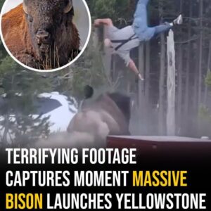 What Happened Next Was Caught on Camera…