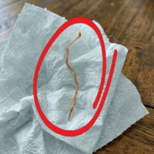 I Was Cooking Pork Ribs When I Suddenly Spotted Something Strange in the Meat… I Immediately Stopped Cooking.