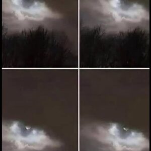 My Brother Snapped This Near Our House, and We Couldn’t Identify It