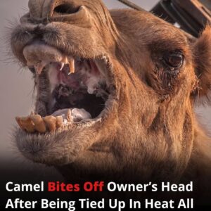 A Tragic Event That Underscores the Need for Better Animal Care