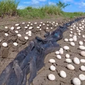 A Farmer Discovered Hundreds of Mysterious Eggs in His Field… What Hatched Left Him Overwhelmed.