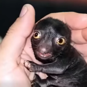 He Brought Home a Mysterious Animal From the Forest… What Happened a Year Later Amazed Everyone.