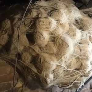 He Thought It Was a Hornets’ Nest… Then He Took a Closer Look.