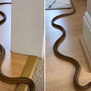 What a Snake in Your Dream vs. a Snake in Your House May Symbolize