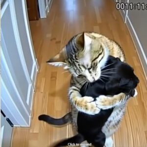 Cat Brings Home Puppies — Then a Policeman Knocks at the Door
